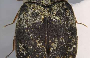 Specimen of a Guernsey Carpet Beetle